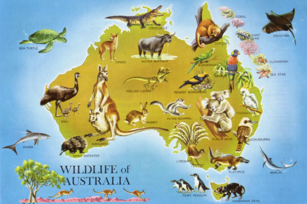 Ausztrália élővilága